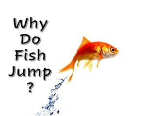 a fish jumping out of the water with the words why do fish jump?.