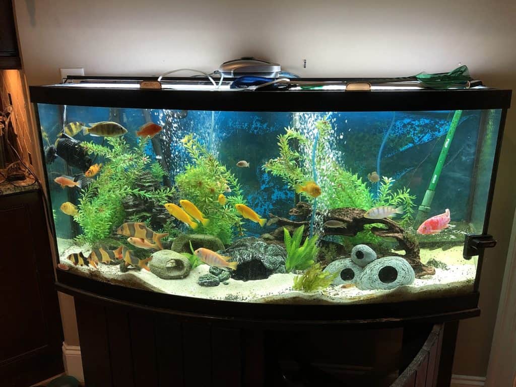 fish tank water quality