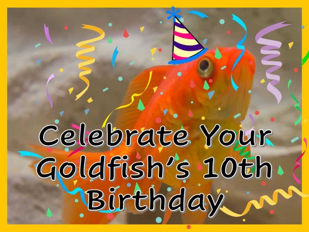 a goldfish with a party hat on it's head.