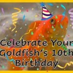 a goldfish with a party hat on it's head.