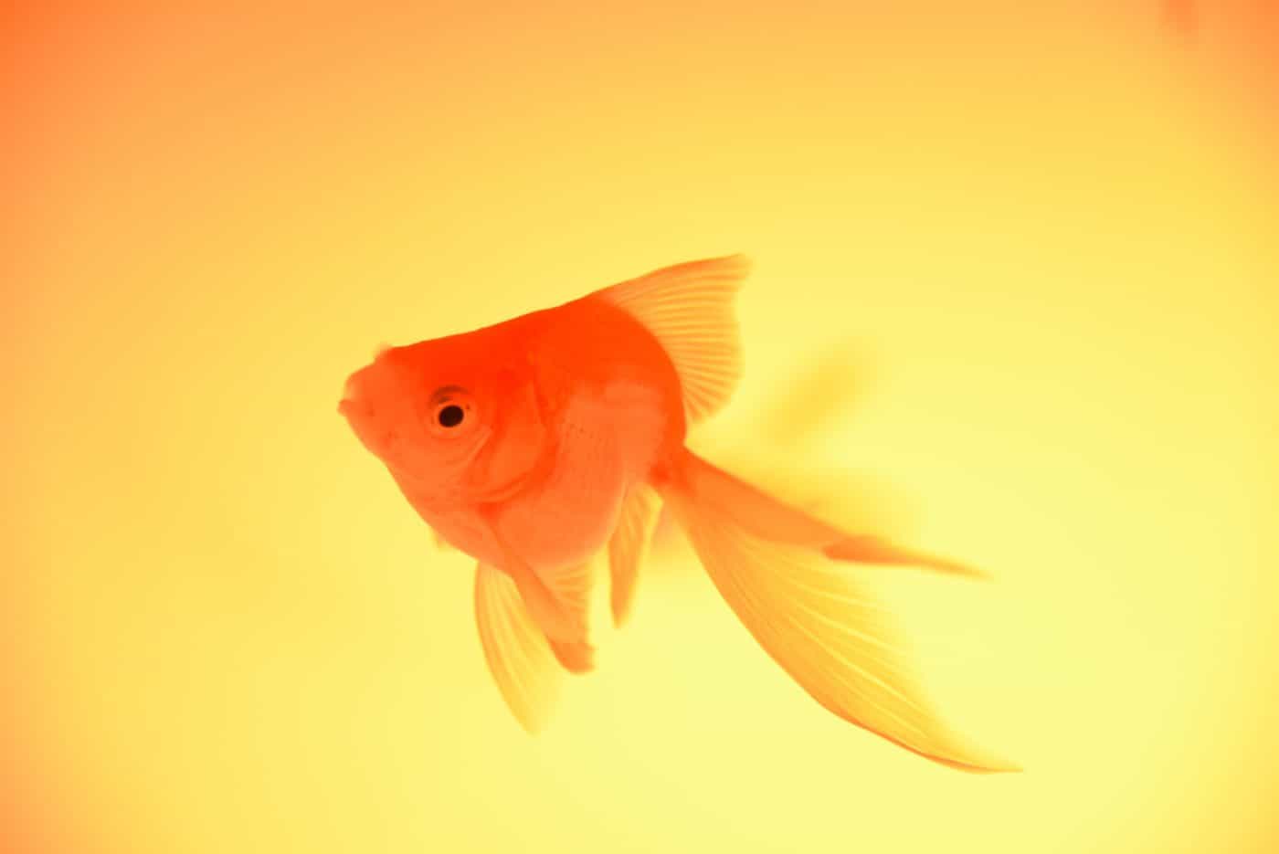 What fish can live with goldfish? - Fish Vet