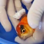 Goldfish Buoyancy Surgery