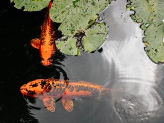 orange and black koi fish in pond