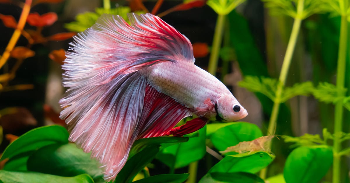 Standard Care Of Betta Fish Aquatic Veterinary Services