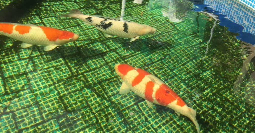 koi per gallon