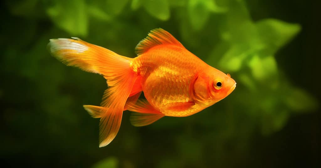 A closer look at Goldfish Health Checks Importance