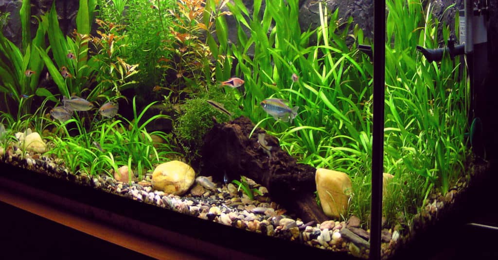 good water quality in fish tank