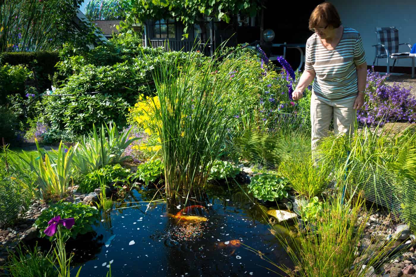 home koi pond