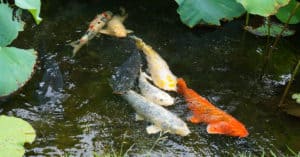 how long can koi live