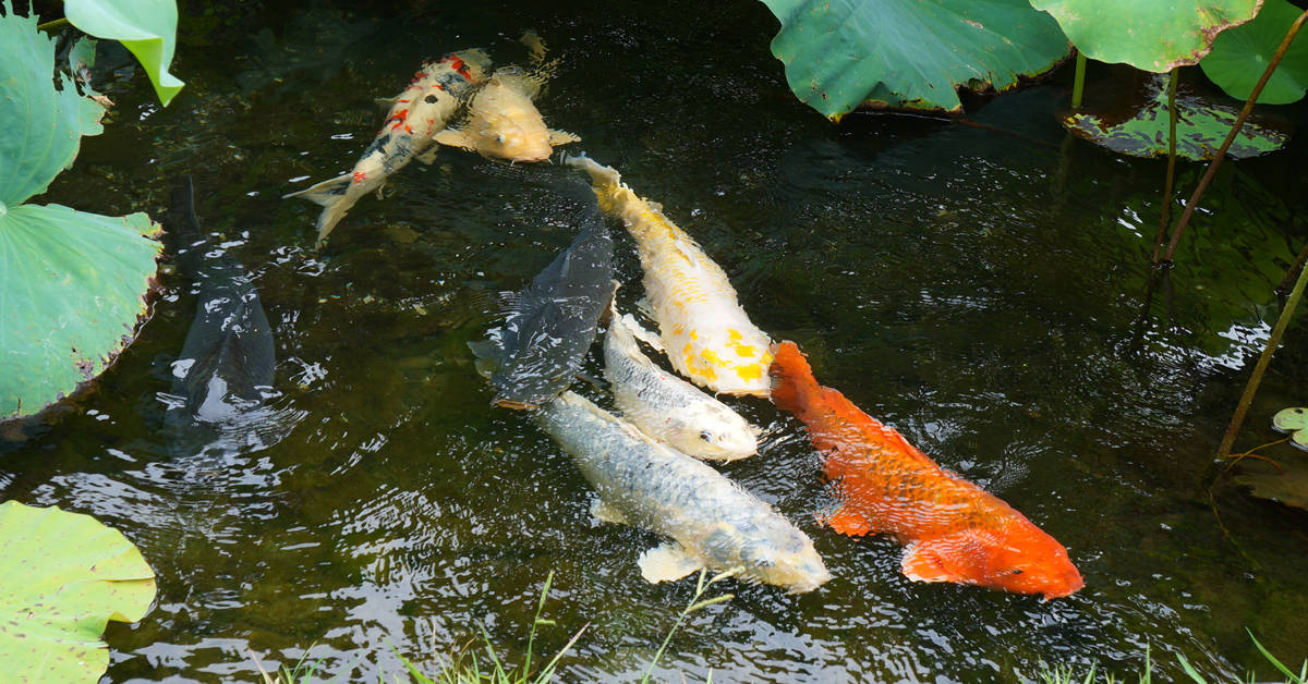 how long can koi live