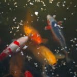 white and orange koi fish