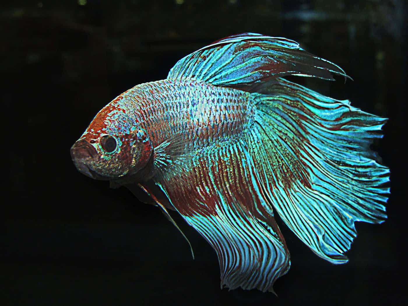 How often do you feed a betta fish for optimal health? - Fish Vet