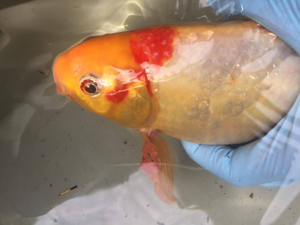 Male goldfish with bumps in pectoral fin and operculum indicating sexual maturity
