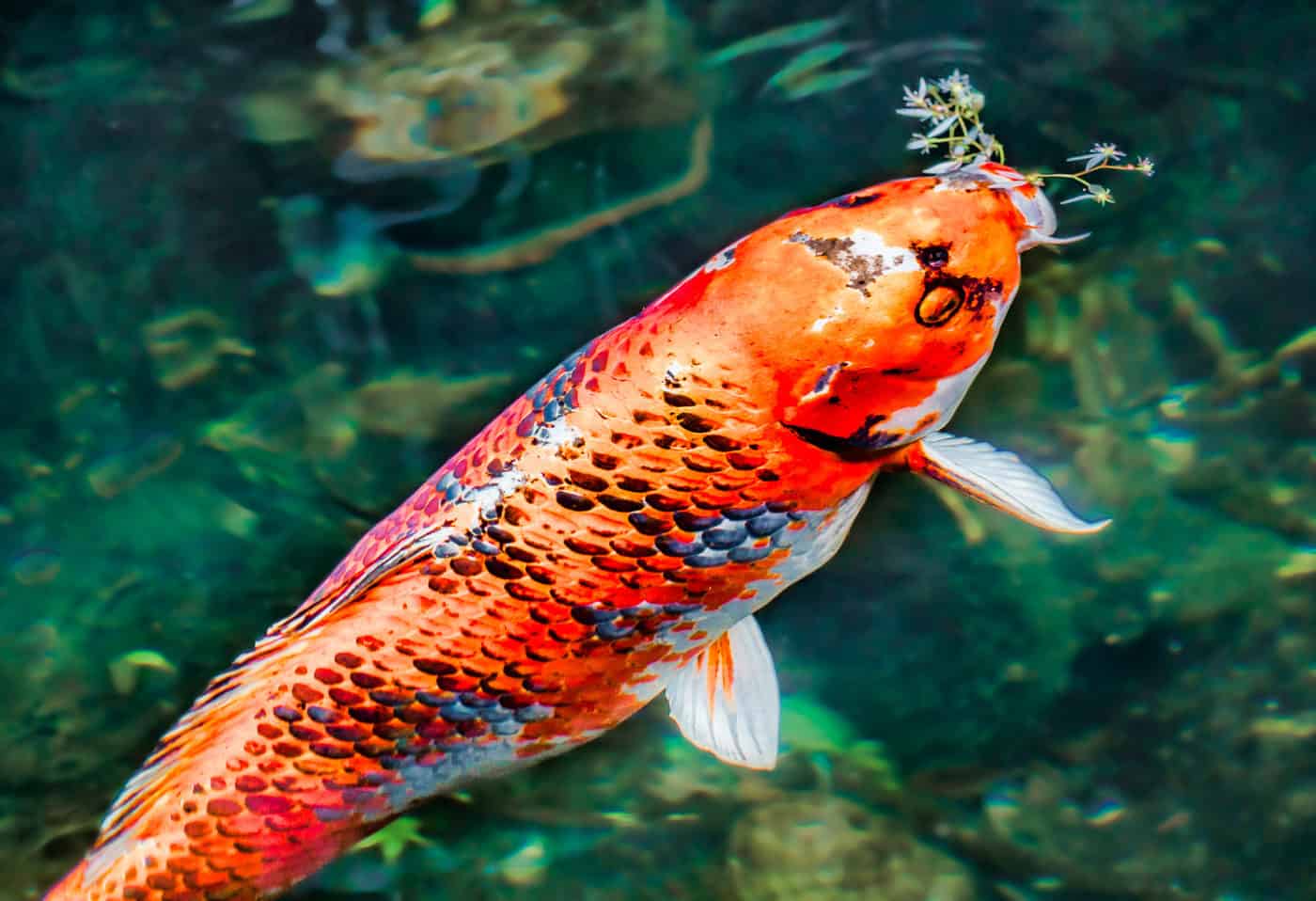 a researcher studying koi fish