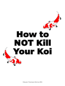 how-to-not-kill-your-koi