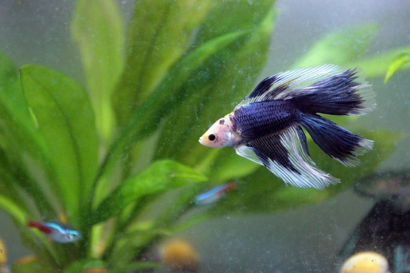 betta fish with neon tetras