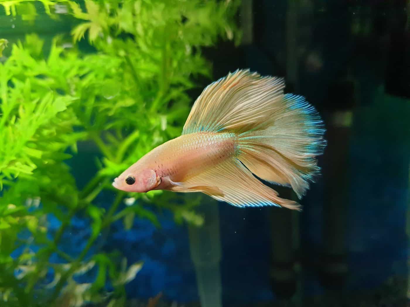 Fish that can shop live with male betta