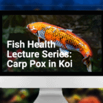 Webinar Carp Pox in Koi