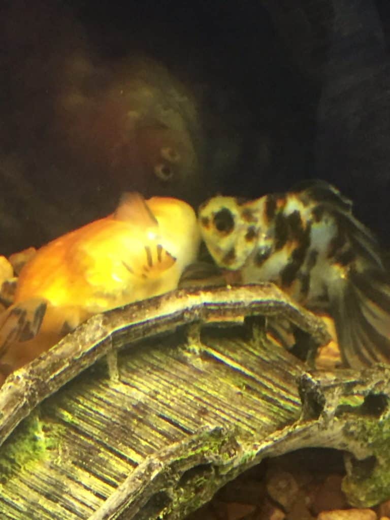 a couple of fish sitting on top of a wooden plank.