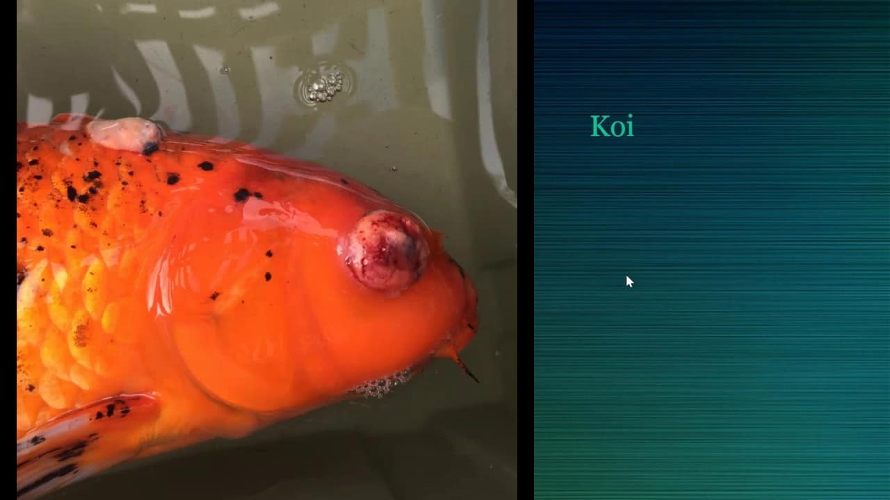 Fish Surgery Fish Vet