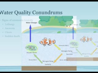water quality conundrums signs of common conundrums.