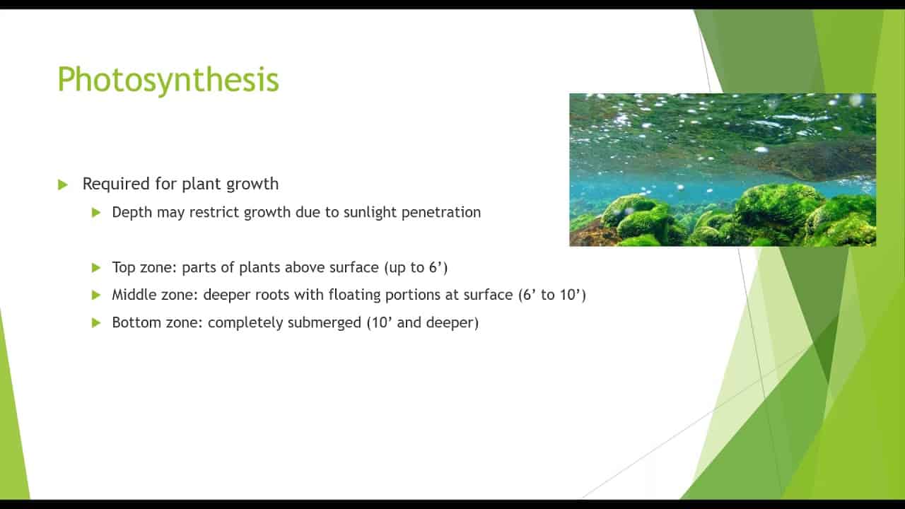 Plants in Fish Systems - Fish Vet