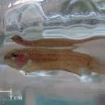 a close up of a fish in a glass jar.