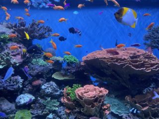 a large aquarium filled with lots of colorful fish.