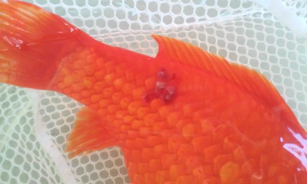 Bruising on goldfish tail