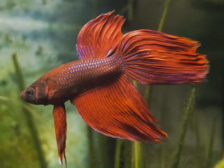 a close up of a red fish in an aquarium.
