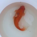Goldfish in white bucket with large lump on left side bumps on goldfish