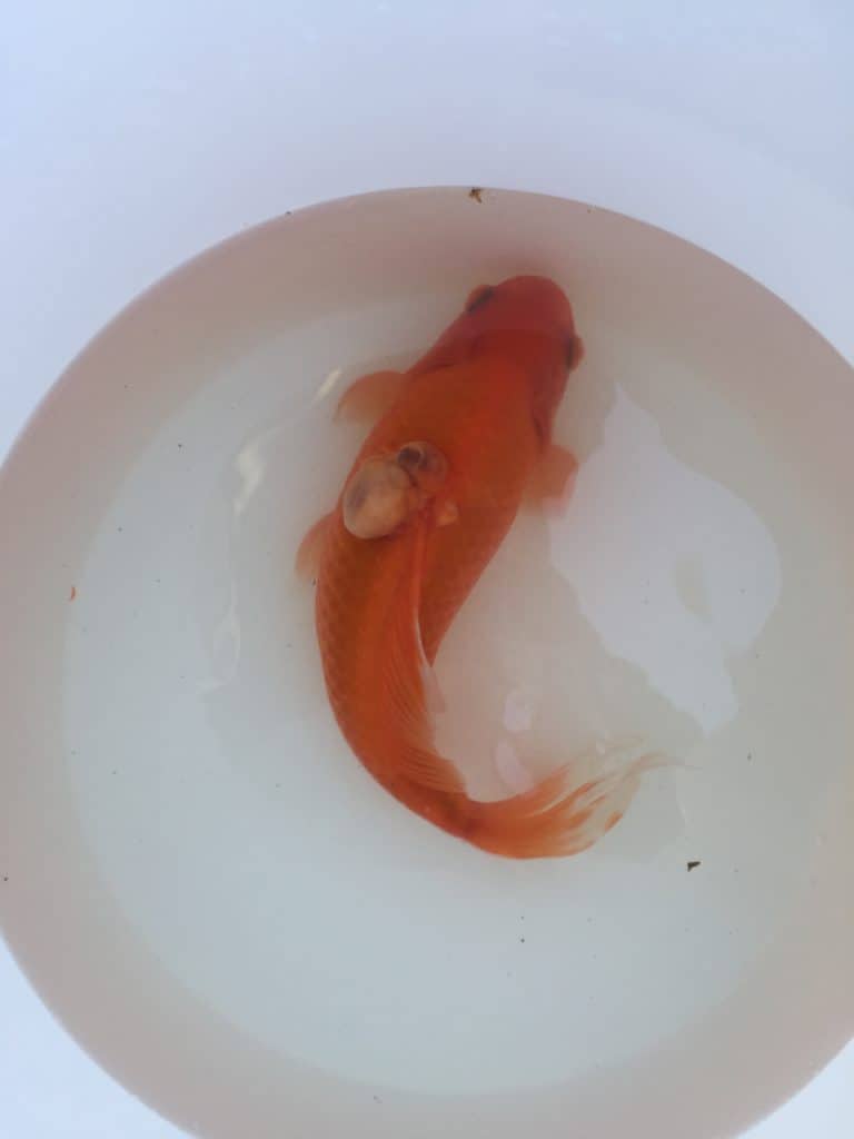 Goldfish in white bucket with large lump on left side bumps on goldfish