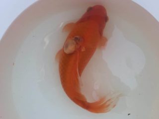 a goldfish in a white bowl on a white table.