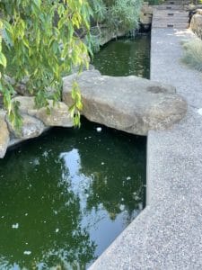a pond in a garden with rocks and water. koi pond is green