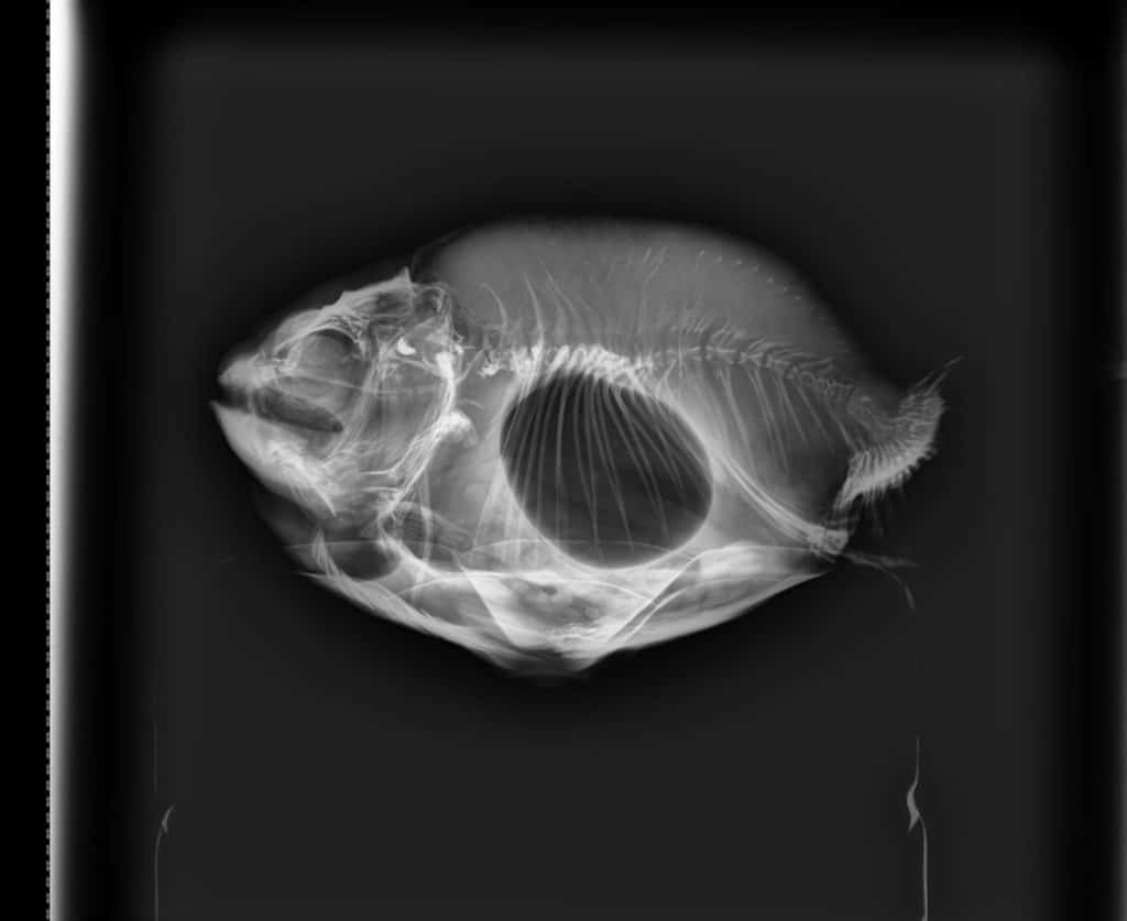 Top 5 Most Common Goldfish Diseases & How to Fix Them - Fish Vet