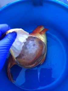 goldfish polycystic kidney disease