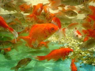 a large group of fish swimming in a tank. how often to feed goldfish