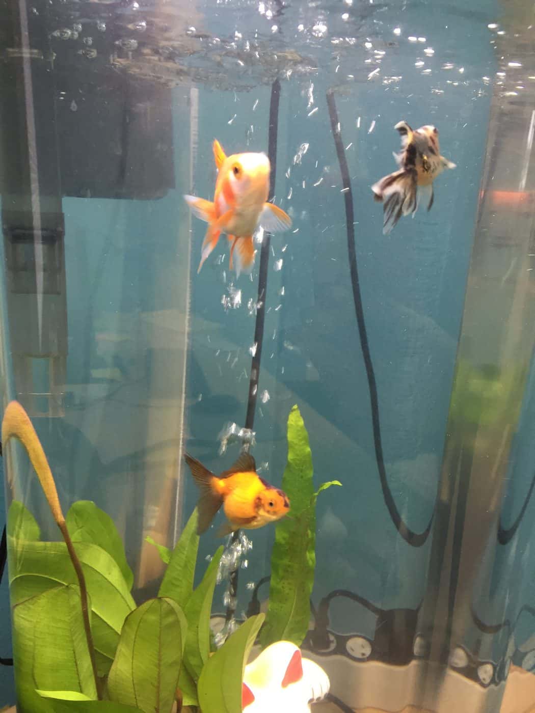 How to Breed Goldfish Successfully - Fish Vet