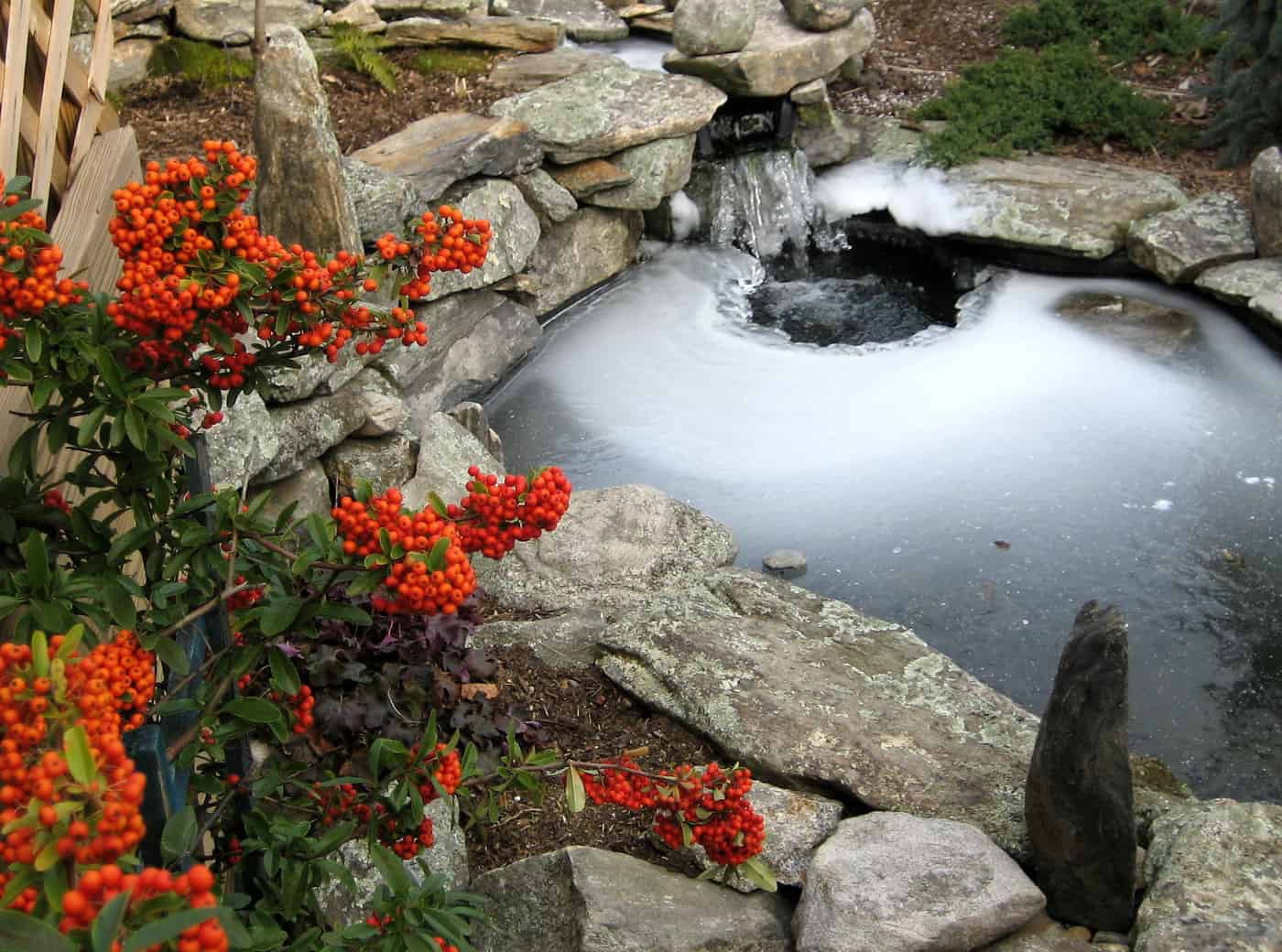 Koi pond freezing hotsell