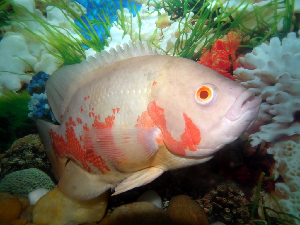 Cichlids are prone to hole in the head disease