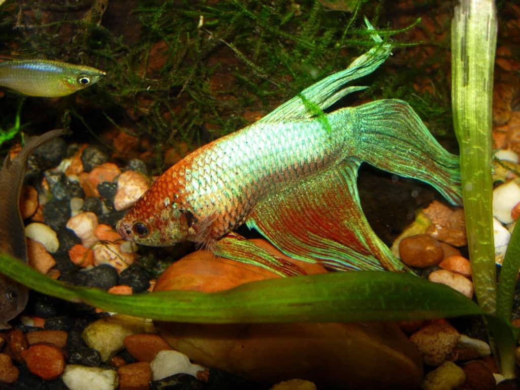 betta fish laying on bottom of tank