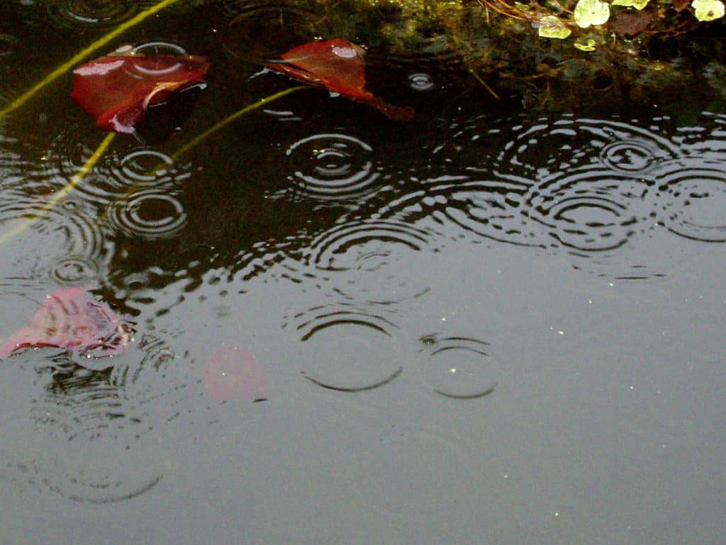 koi pond in rain