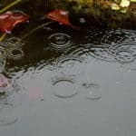 koi pond in rain