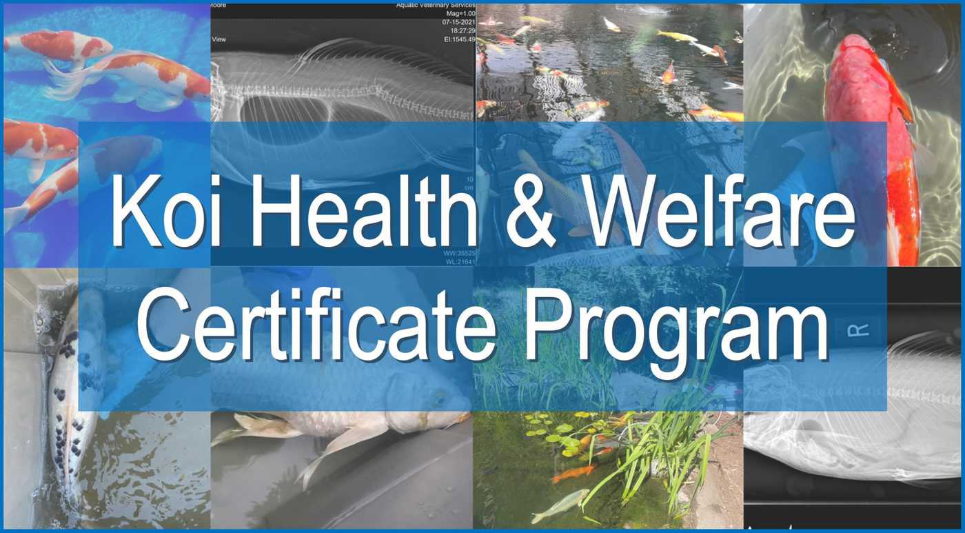 koi health & wellfaree certificate program.