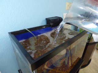 best source water for fish tank pouring treated tap water into top of fish tank