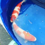 a large orange and white fish in a blue container.