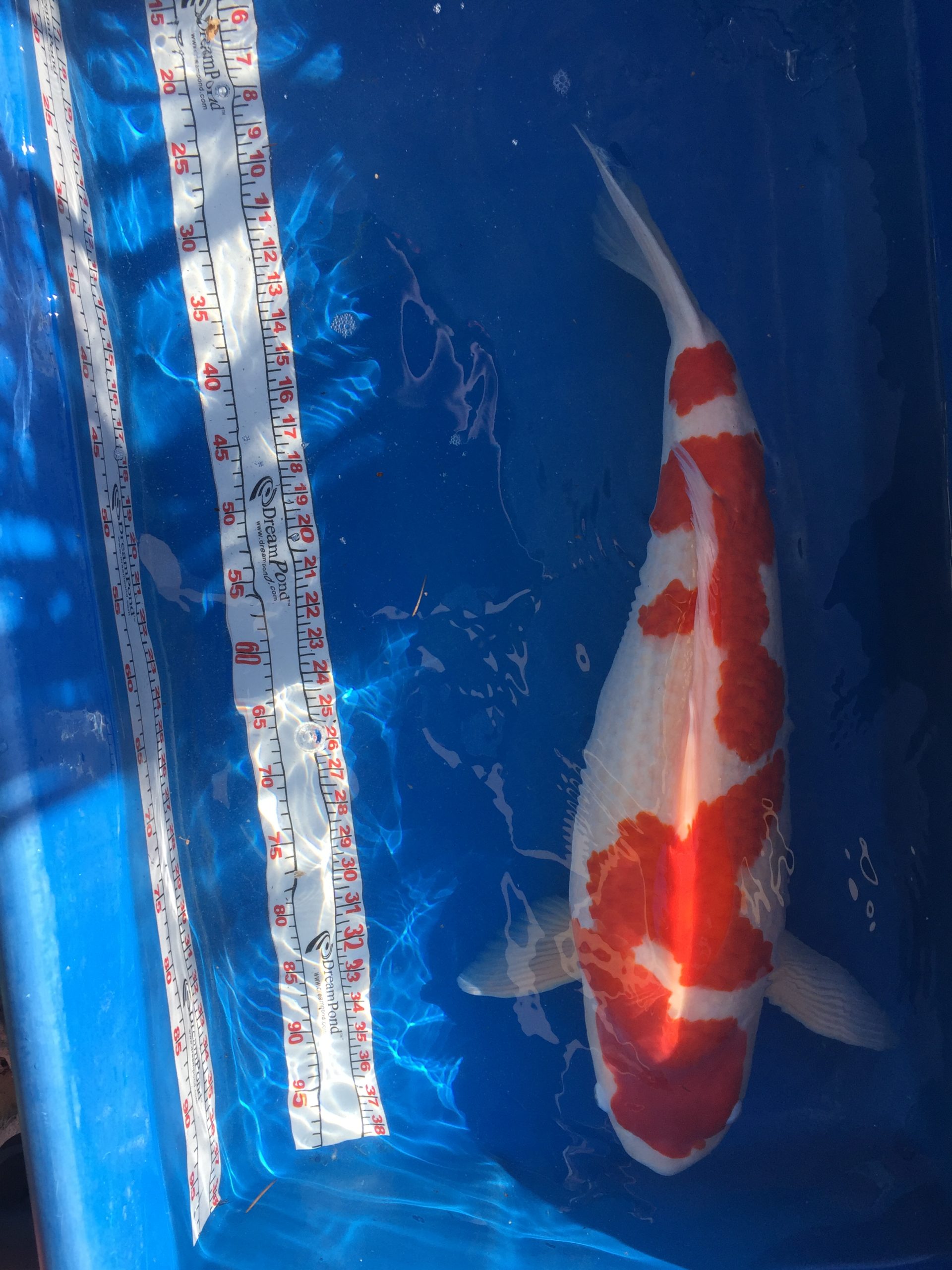 How is koi fish price determined? Fish Vet