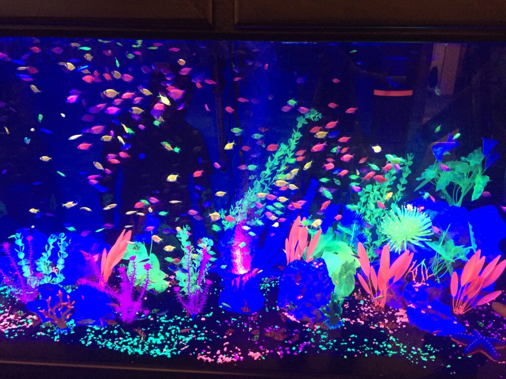 best beginner fish glofish