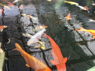 a group of fish swimming in a pond.