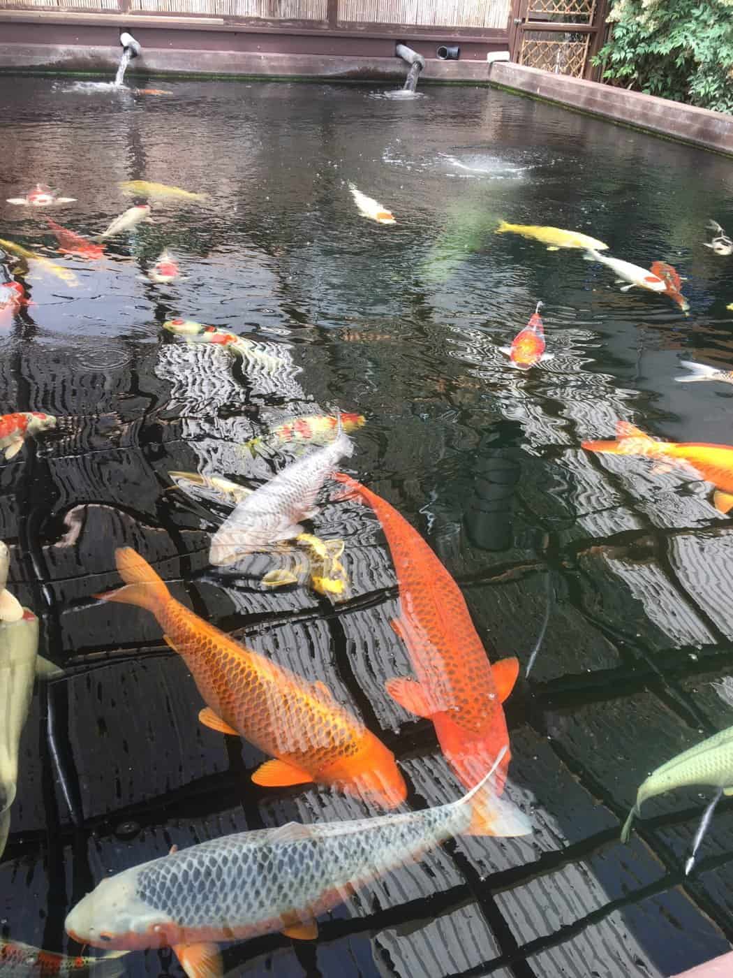 Best Time to Add Fish to a Pond Fish Vet